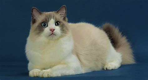 ragdoll cat breeders nj|ragdoll kittens for adoption.